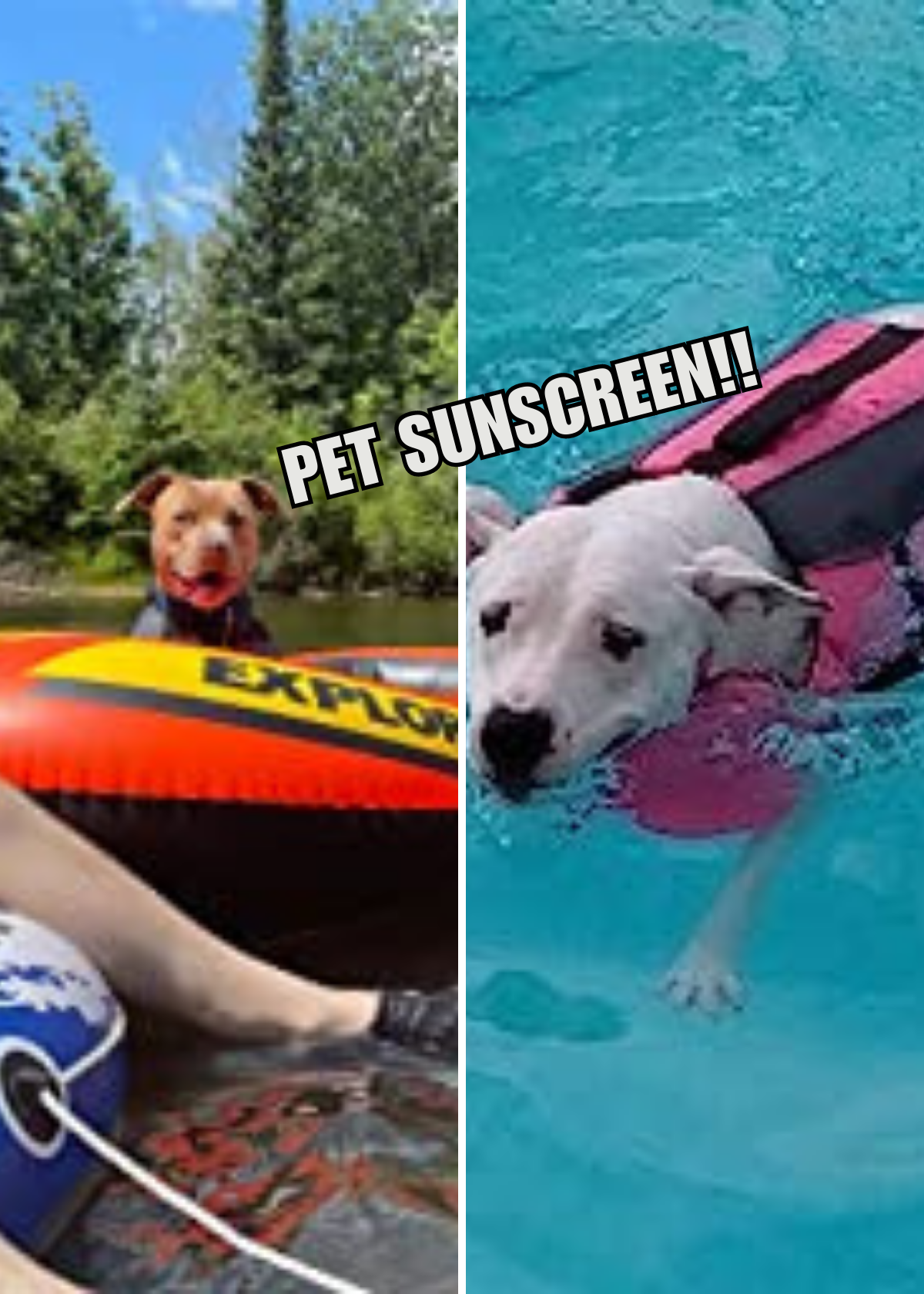 Best Pet Sunscreen